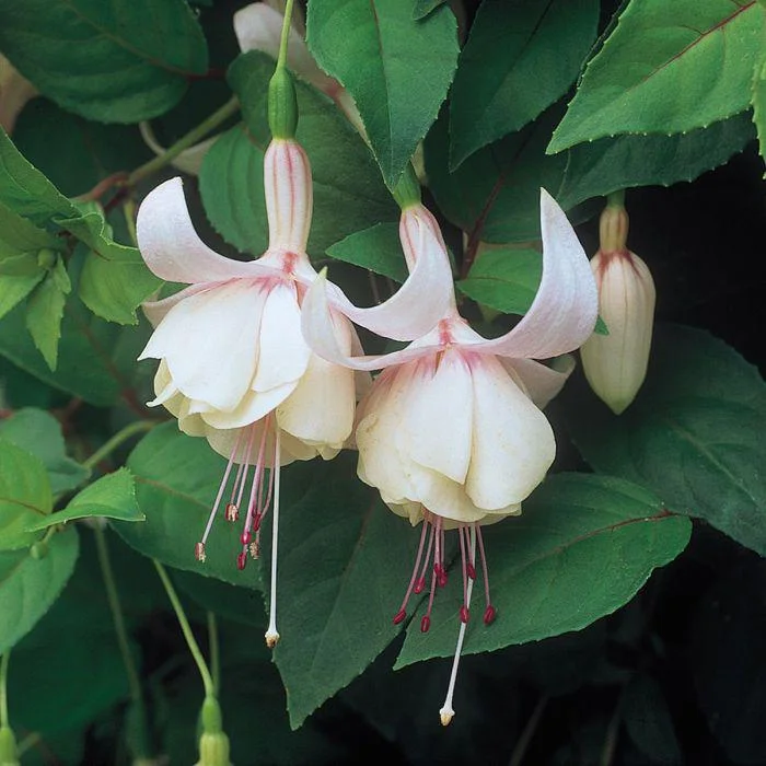 Annabelle White Fuchsia Live Plant – 4 inch Tall – Outdoor Flowering Bush - Image 1