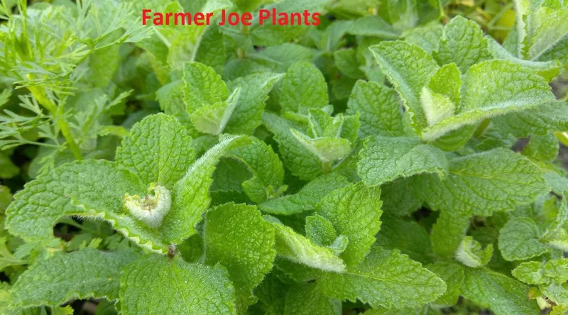 Apple Mint Live Plant - Mentha suaveolens - 4 inch Tall Culinary Herb - Image 1