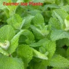 Apple Mint Live Plant - Mentha suaveolens - 4" Pot - Culinary Herb - Image 1