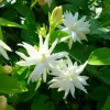 Arabian Jasmine Belle of India Live Plant - 4in Starter Pot, Fragrant White Blooms, Indoor/Outdoor - Image 1