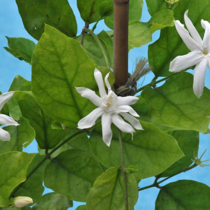 Arabian Jasmine Belle of India Live Plant - 4in Starter Pot, Fragrant White Blooms, Indoor/Outdoor - Image 2
