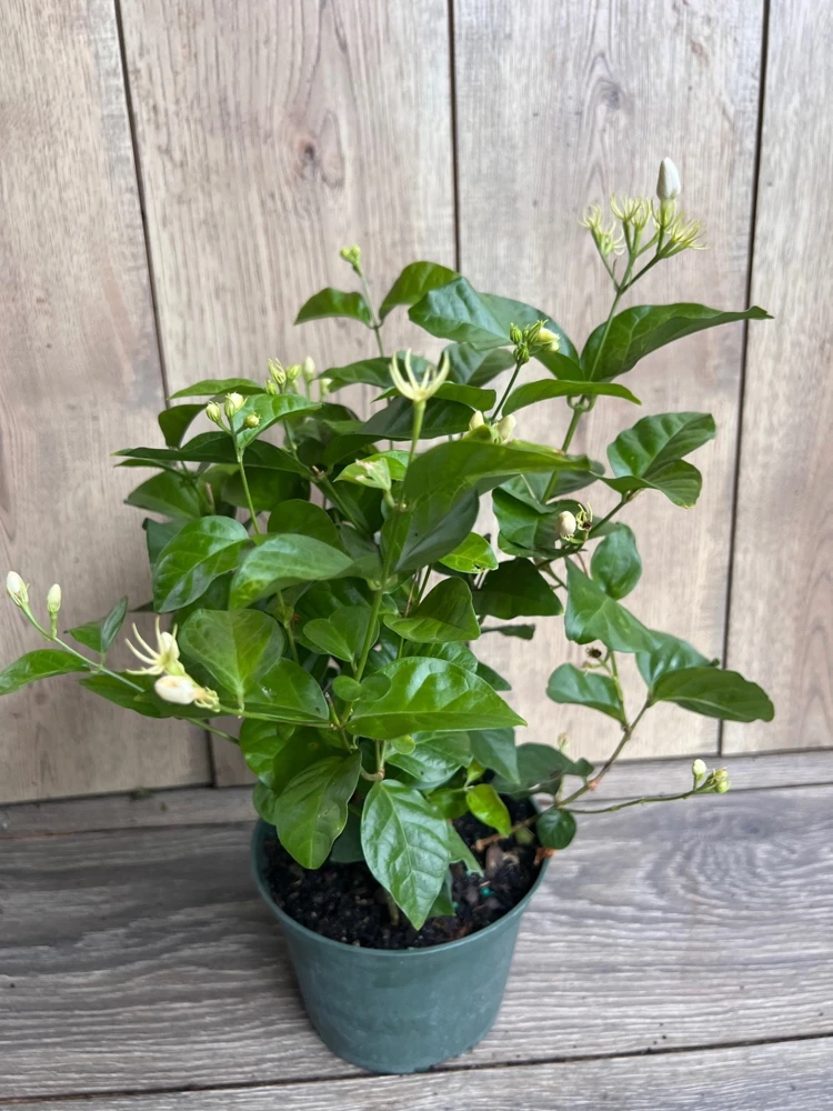 Arabian Jasmine Sambac Live Plant – Fragrant Flowers, 6 Inch Pot, Indoor/Outdoor - Cannot ship to CA - Image 2