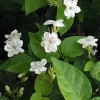 Arabian Jasmine Sambac Live Plant – Fragrant Flowers, 6 Inch Pot, Indoor/Outdoor - Cannot ship to CA - Image 1