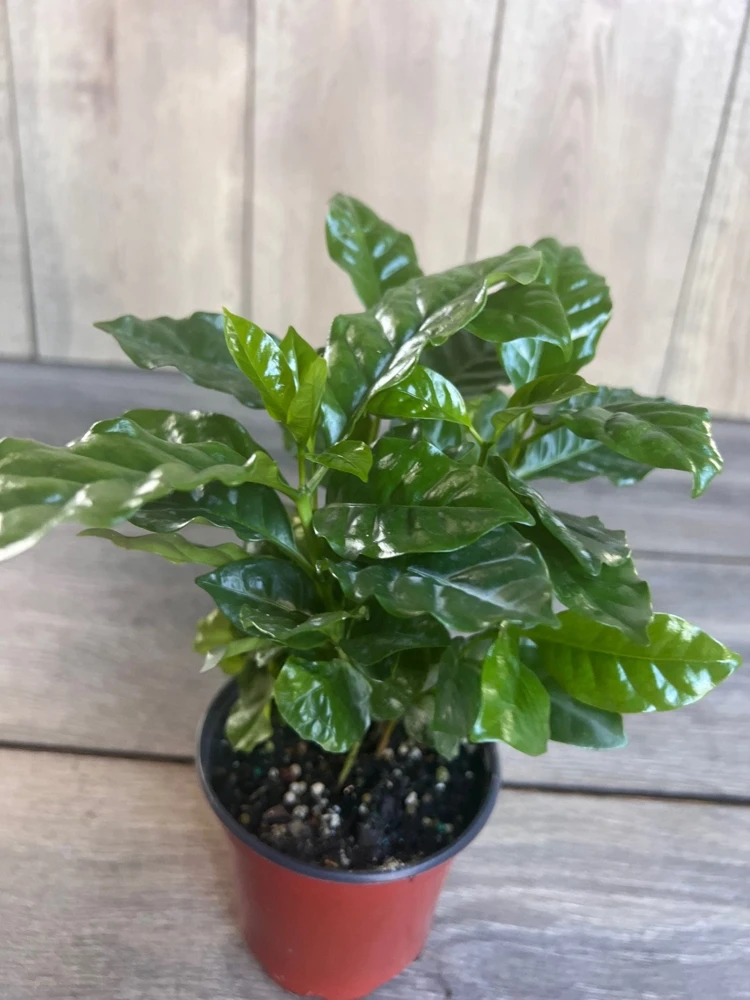 Arabica Coffee Live Plant – Coffea Arabica – 4 inch Pot – Indoor Houseplant - Cannot ship to CA - Image 2