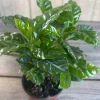 Arabica Coffee Plant – Live Houseplant – 4 inch Pot – Indoor - Cannot ship to CA - Image 1
