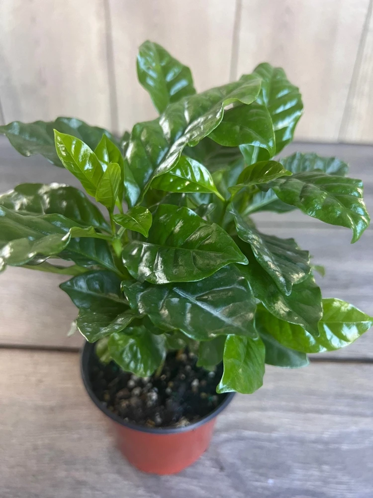 Arabica Coffee Plant – Live Houseplant – 4 inch Pot – Indoor - Cannot ship to CA - Image 1