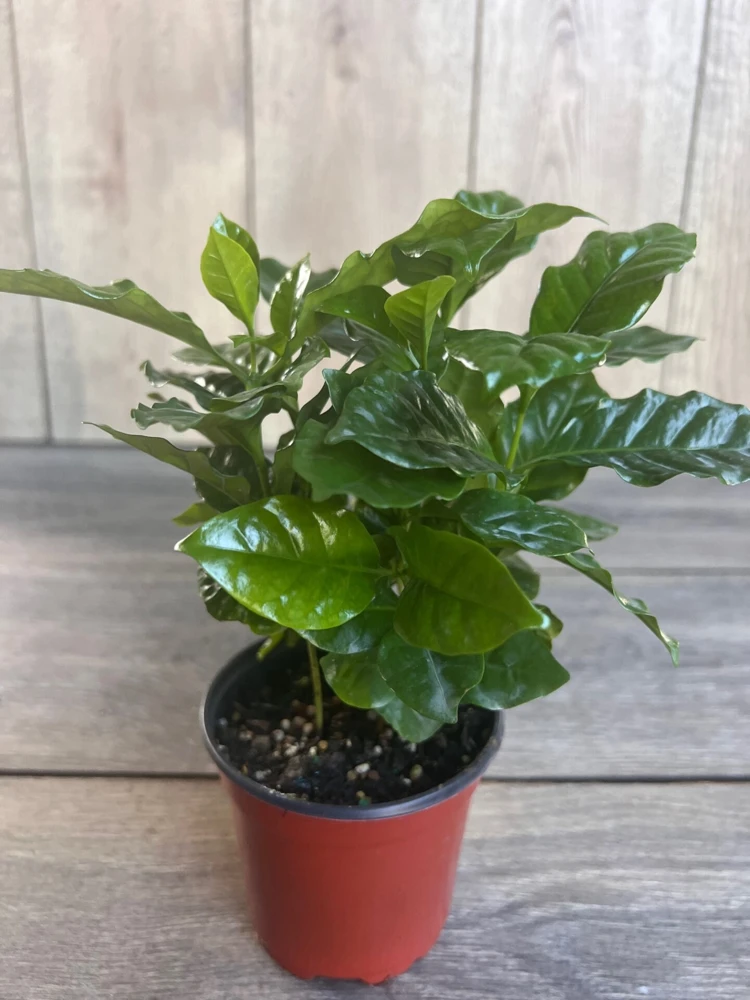 Arabica Coffee Plant – Live Houseplant – 4 inch Pot – Indoor - Cannot ship to CA - Image 3