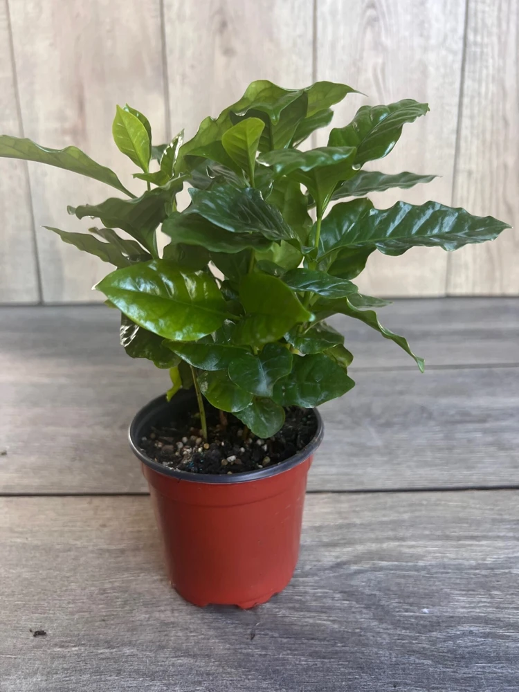 Arabica Coffee Plant – Live Houseplant – 4 inch Pot – Indoor - Cannot ship to CA - Image 4