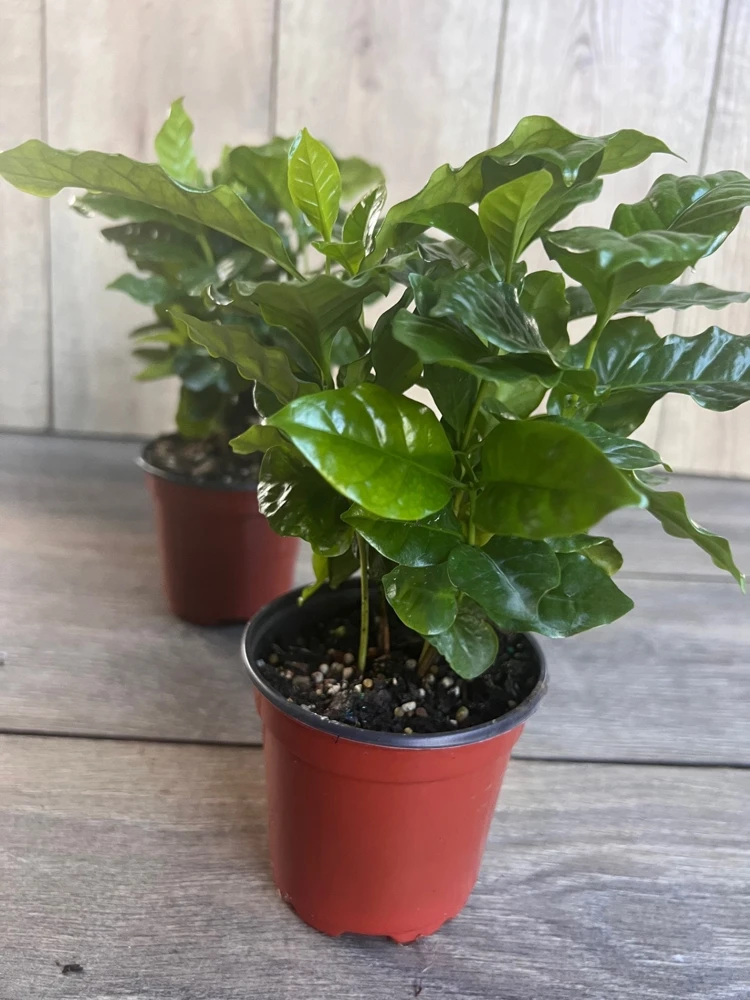 Arabica Coffee Plant – Live Houseplant – 4 inch Pot – Indoor - Cannot ship to CA - Image 5