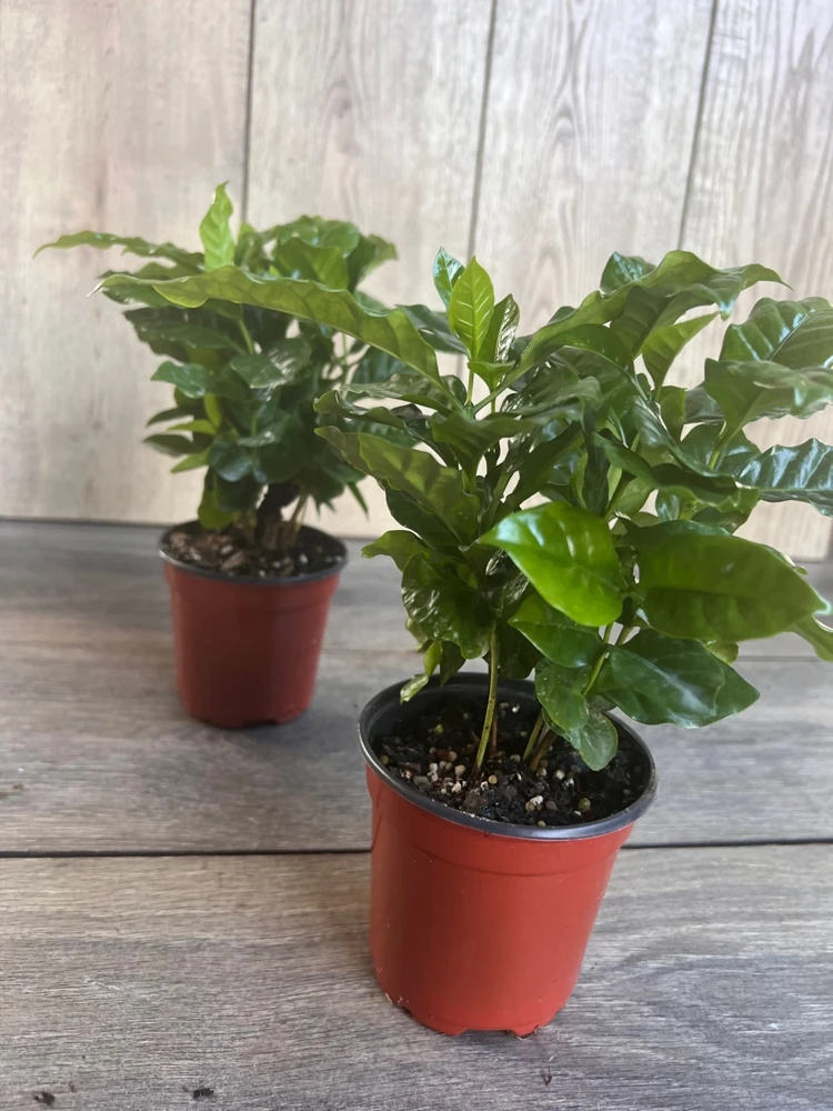 Arabica Coffee Plant – Live Houseplant – 4 inch Pot – Indoor - Cannot ship to CA - Image 6
