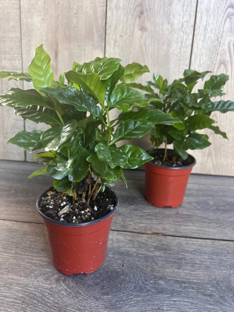 Arabica Coffee Plant – Live Houseplant – 4 inch Pot – Indoor - Cannot ship to CA - Image 7
