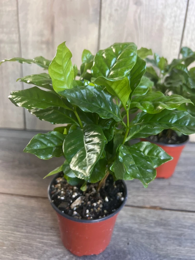 Arabica Coffee Plant – Live Houseplant – 4 inch Pot – Indoor - Cannot ship to CA - Image 8