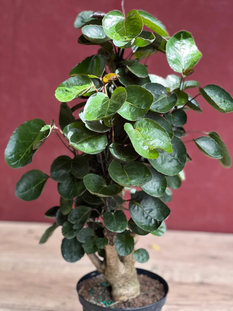 Aralia Fabian Stump Live Plant – 6 inch Pot – Indoor Houseplant - Cannot ship to CA - Image 2