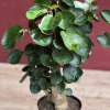 Aralia Fabian Stump Live Plant – 6 inch Pot – Indoor Houseplant - Cannot ship to CA - Image 1