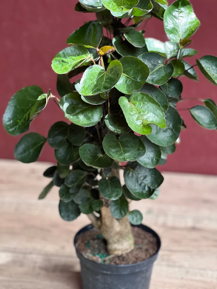 Aralia Fabian Stump Live Plant – 6 inch Pot – Indoor Houseplant - Cannot ship to CA - Image 1