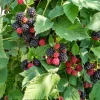 Arapaho Thornless Blackberry Live Plant 3-8" Tall - Rubus fruticosus Outdoor - Image 1