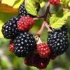 Arapaho Thornless Blackberry Live Plant - Rubus fruticosus - 3-8" Tall for Garden & Home Orchard Growing - Image 1
