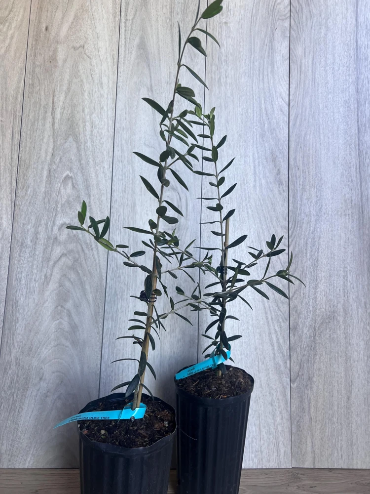 Arbequina Olive Tree Live Plant - Half Gallon Pot - Indoor/Outdoor - Cannot ship to CA - Image 2