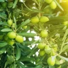 Arbequina Olive Tree Live Plant - Half Gallon Pot - Indoor/Outdoor - Cannot ship to CA - Image 1