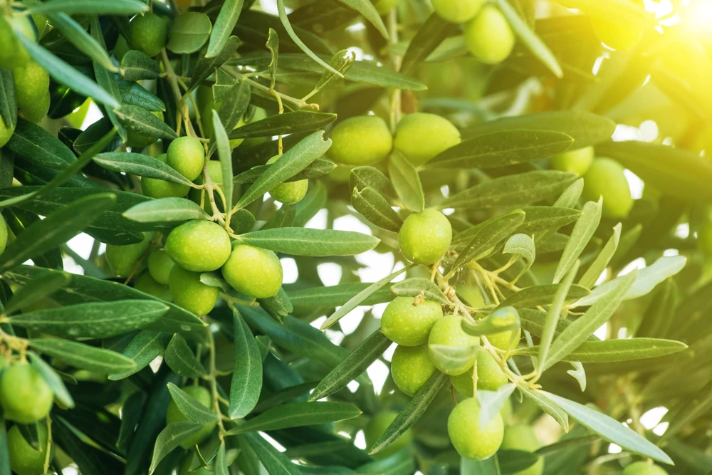 Arbequina Olive Tree Live Plant - Half Gallon Pot - Indoor/Outdoor - Cannot ship to CA - Image 1