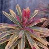 Ascot Rainbow Euphorbia Live Shrub - Variegated Perennial Plant - Zones 5-9 - Image 1