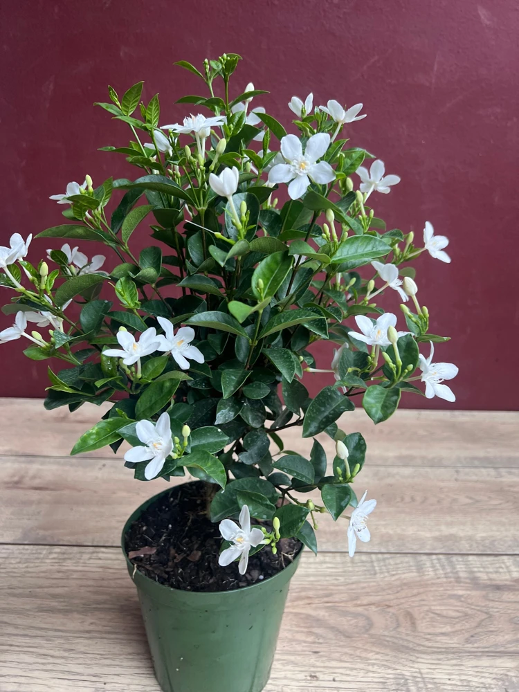 Asian Snow Jasmine Live Plant – 6 inch Pot – Evergreen Shrub – Indoor/Outdoor - Cannot ship to CA - Image 2