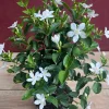 Asian Snow Jasmine Live Plant – 6 inch Pot – Evergreen Shrub – Indoor/Outdoor - Cannot ship to CA - Image 1
