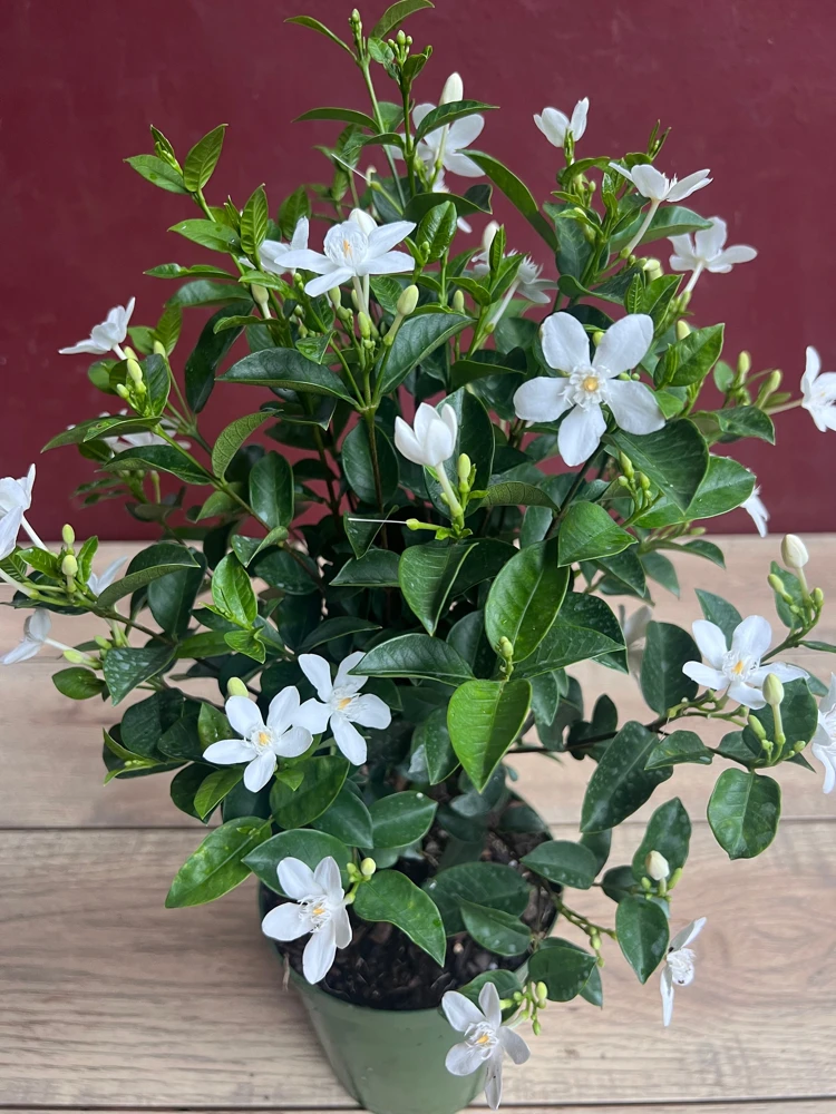 Asian Snow Jasmine Live Plant – 6 inch Pot – Evergreen Shrub – Indoor/Outdoor - Cannot ship to CA - Image 1