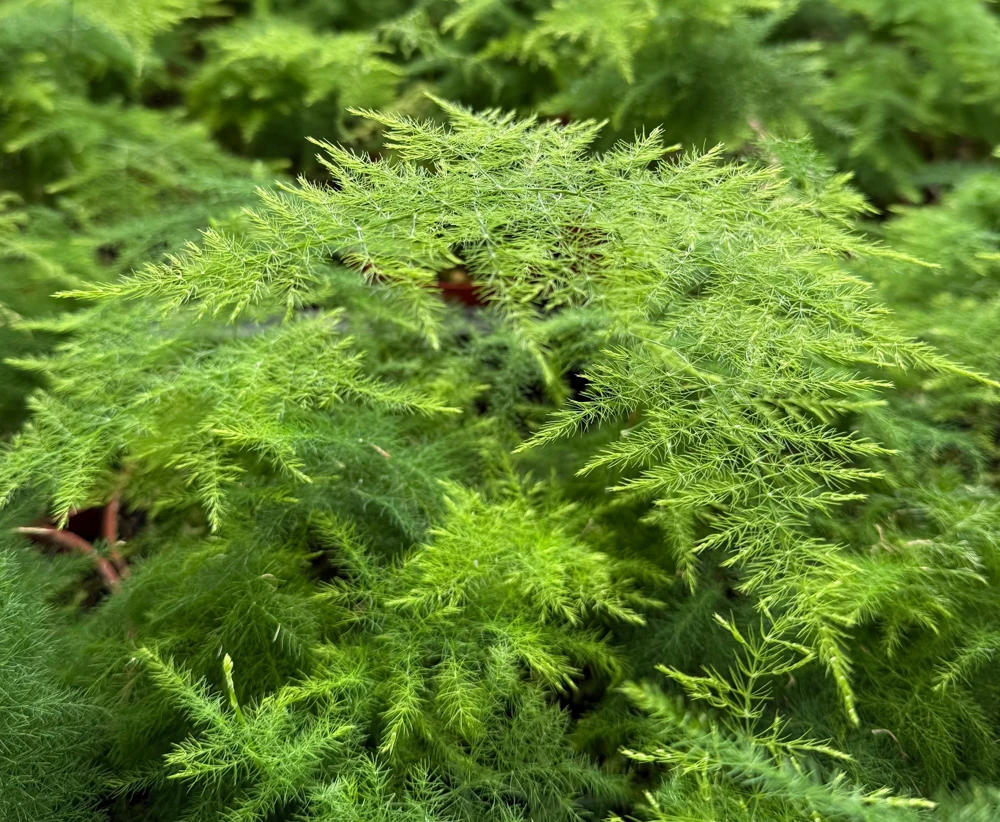 Asparagus Fern Live Plant - Delicate Houseplant in 4-inch Pot - Image 2