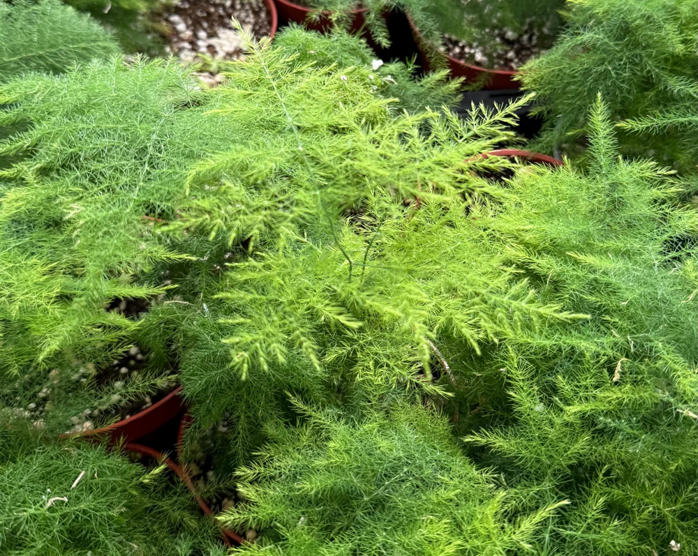 Asparagus Fern Live Plant - Delicate Houseplant in 4-inch Pot - Image 3