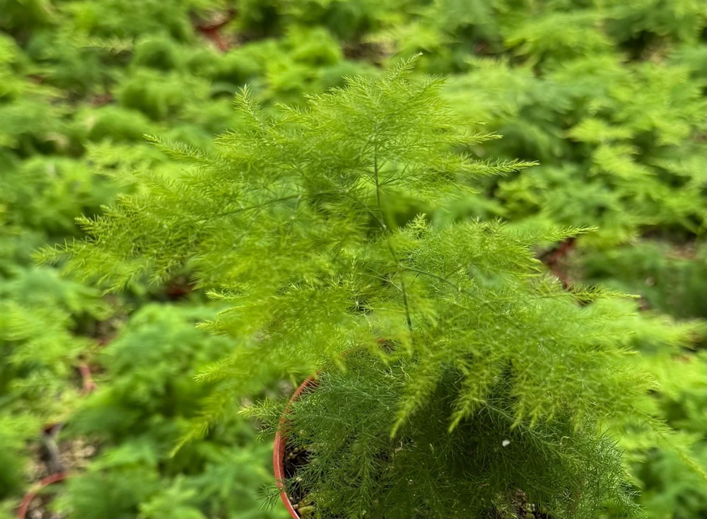 Asparagus Fern Live Plant - Delicate Houseplant in 4-inch Pot - Image 4