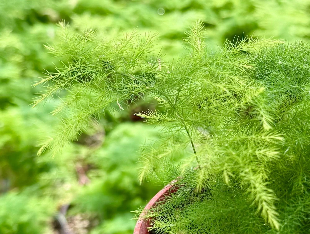 Asparagus Fern Live Plant - Delicate Houseplant in 4-inch Pot - Image 5