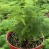 Asparagus Fern Live Plant - Delicate Houseplant in 4-inch Pot - Image 1