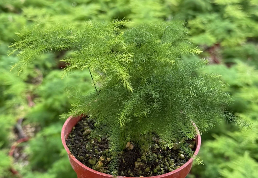 Asparagus Fern Live Plant - Delicate Houseplant in 4-inch Pot - Image 1