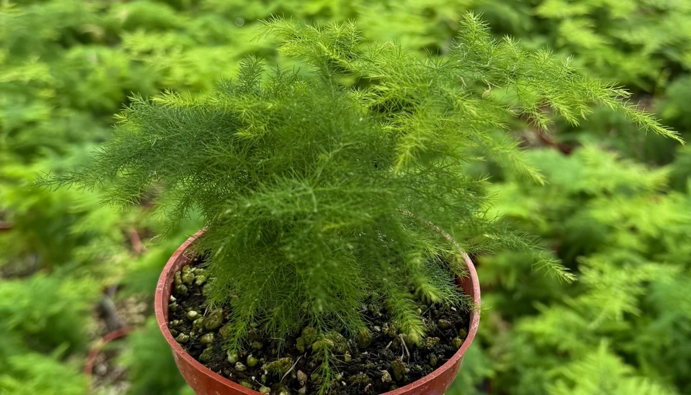 Asparagus Fern Live Plant - Delicate Houseplant in 4-inch Pot - Image 6