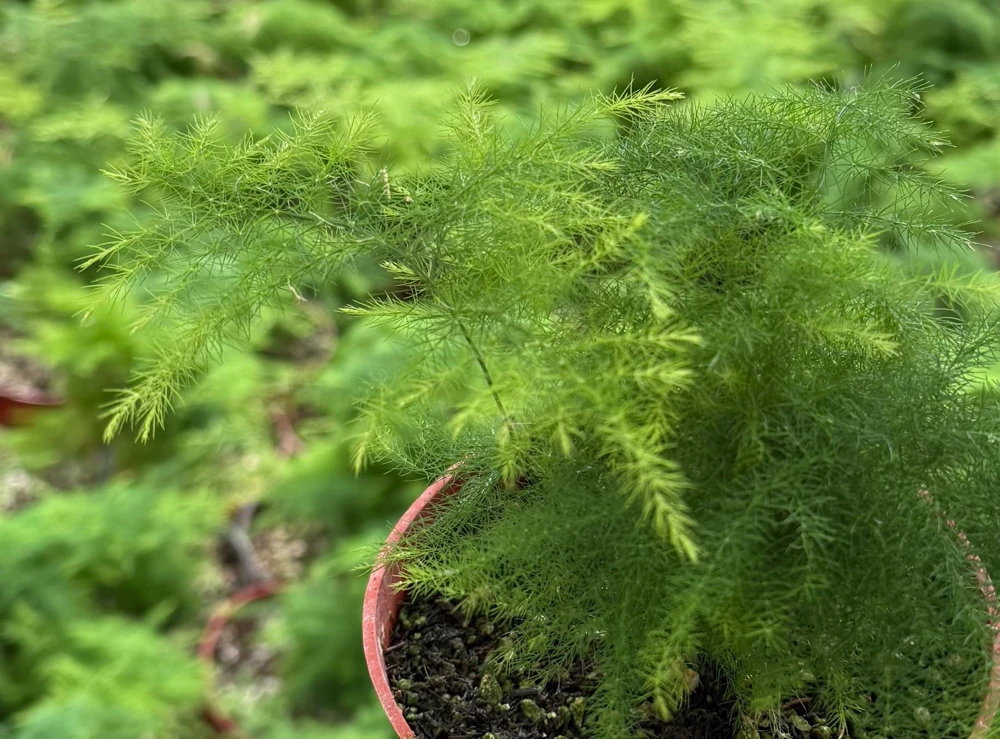 Asparagus Fern Live Plant - Delicate Houseplant in 4-inch Pot - Image 7