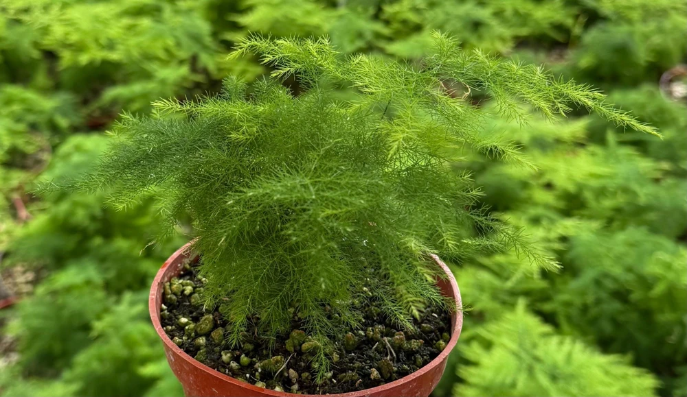 Asparagus Fern Live Plant - Delicate Houseplant in 4-inch Pot - Image 8