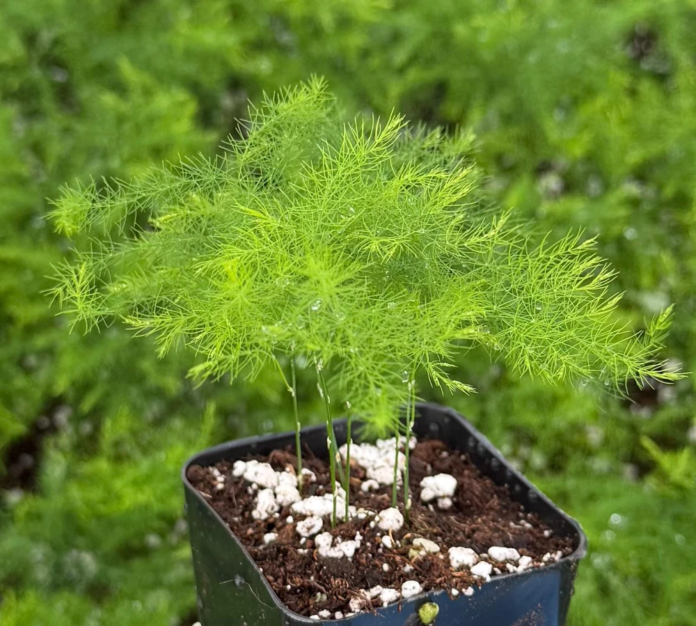 Asparagus Fern Live Plant - Delicate Houseplant in 4-inch Pot - Image 9