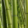 Asper Michelle Green Bamboo Live Plant – Half Gallon Pot – Clumping & Non-Invasive – Indoor/Outdoor - Cannot ship to CA - Image 1