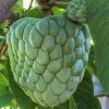 Atemoya Gefner Grafted Live Plant – 3 Gallon Pot – Annona Hybrid – Tropical Fruit Tree - Cannot ship to CA - Image 1