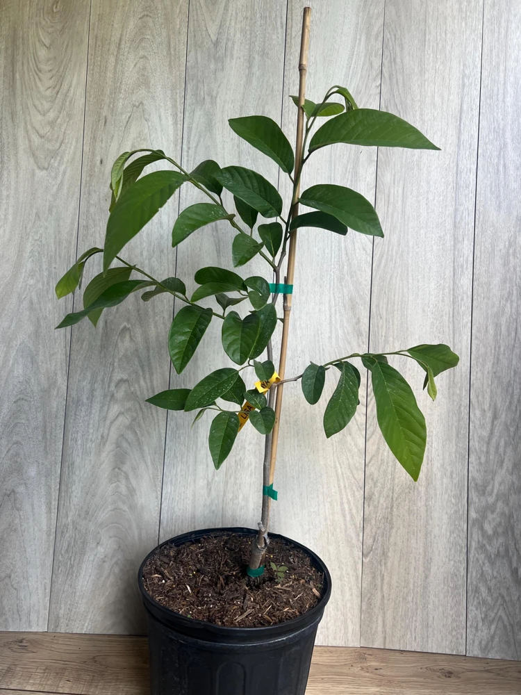 Atemoya Lisa Grafted Live Plant – 3 Gallon Pot – Annona Hybrid Fruit Tree - Cannot ship to CA - Image 10