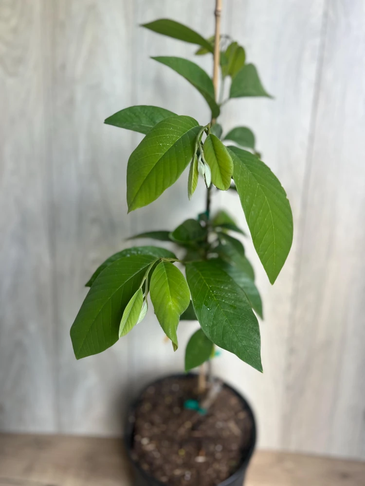 Atemoya Lisa Grafted Live Plant – 3 Gallon Pot – Annona Hybrid Fruit Tree - Cannot ship to CA - Image 2