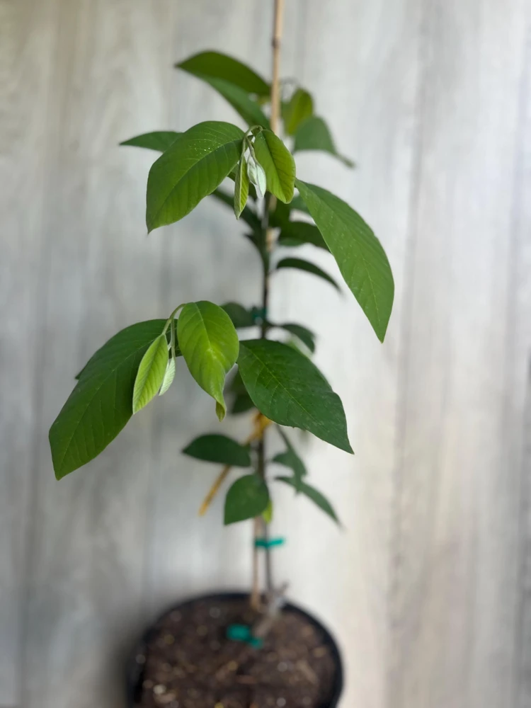Atemoya Lisa Grafted Live Plant – 3 Gallon Pot – Annona Hybrid Fruit Tree - Cannot ship to CA - Image 3