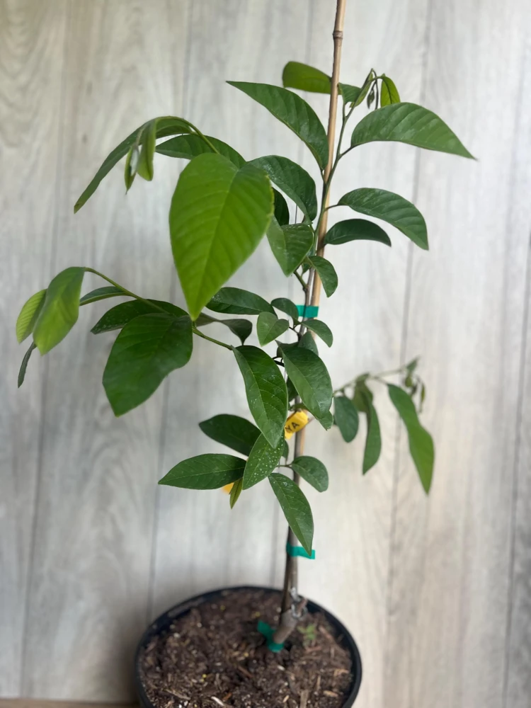 Atemoya Lisa Grafted Live Plant – 3 Gallon Pot – Annona Hybrid Fruit Tree - Cannot ship to CA - Image 4