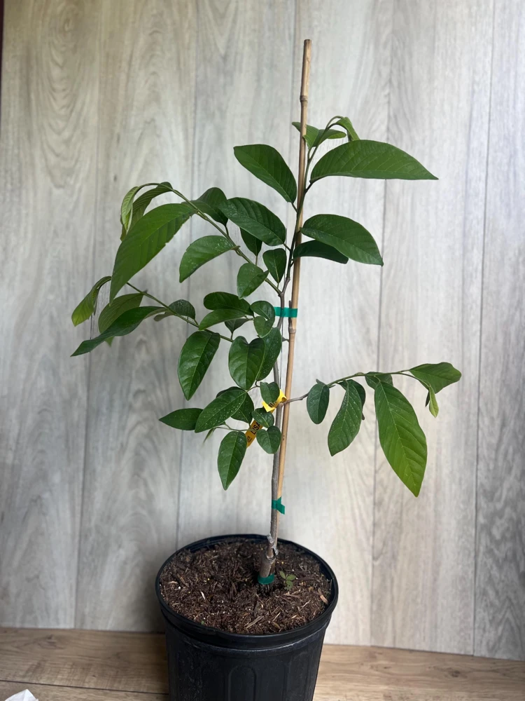 Atemoya Lisa Grafted Live Plant – 3 Gallon Pot – Annona Hybrid Fruit Tree - Cannot ship to CA - Image 5