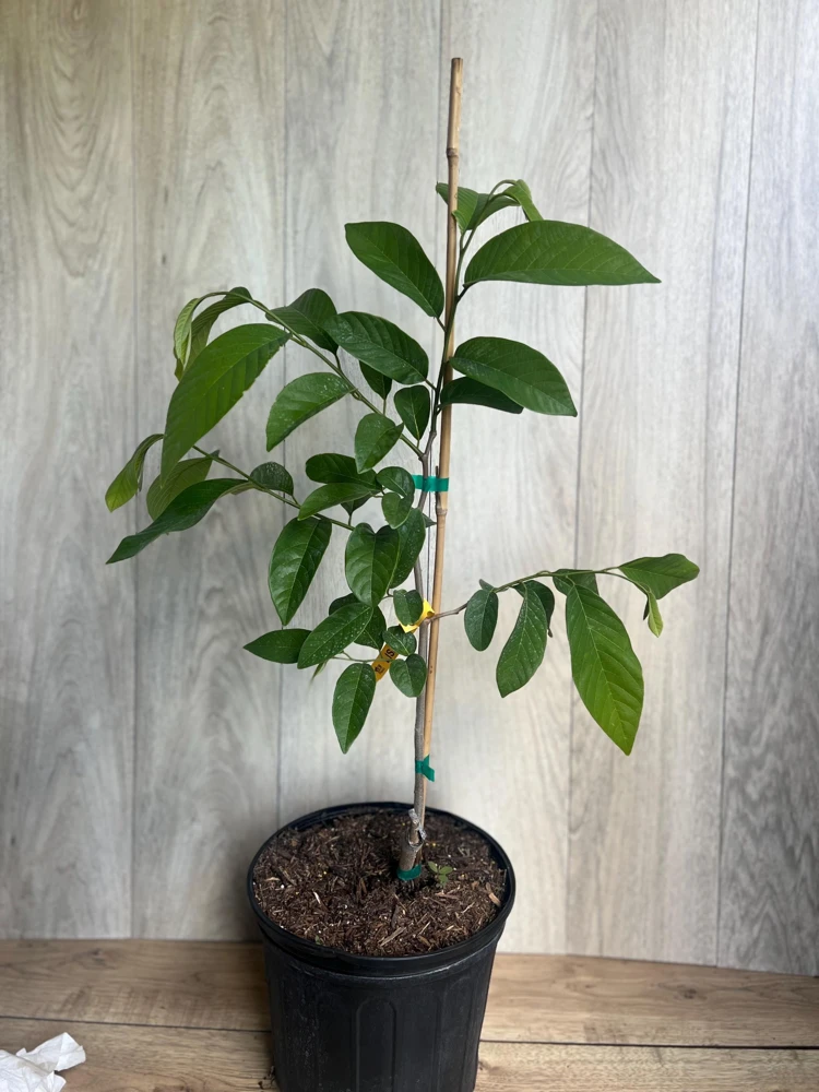 Atemoya Lisa Grafted Live Plant – 3 Gallon Pot – Annona Hybrid Fruit Tree - Cannot ship to CA - Image 6