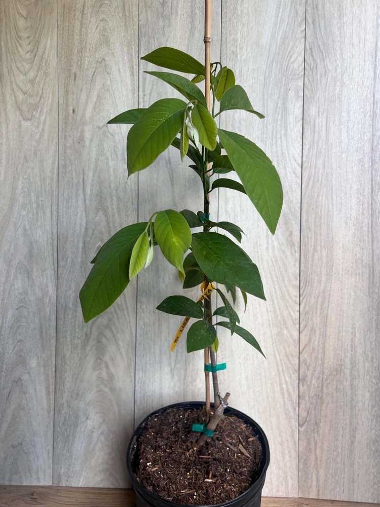 Atemoya Lisa Grafted Live Plant – 3 Gallon Pot – Annona Hybrid Fruit Tree - Cannot ship to CA - Image 7