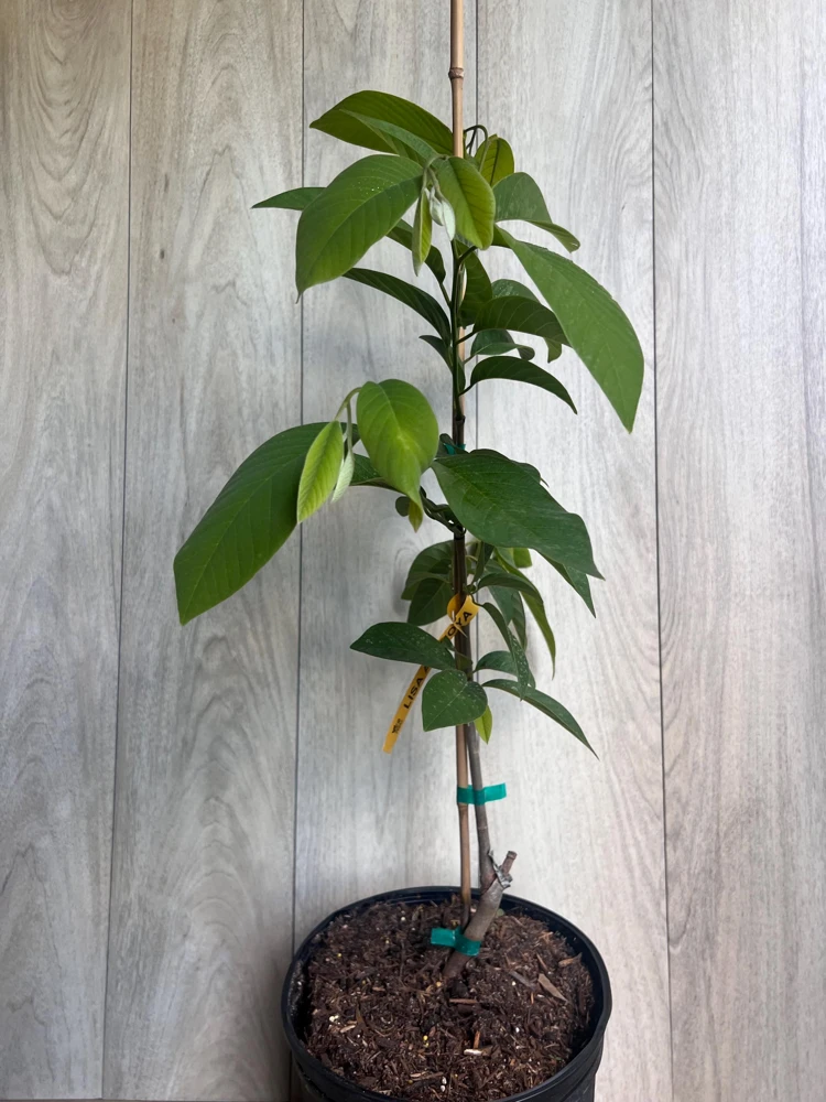 Atemoya Lisa Grafted Live Plant – 3 Gallon Pot – Annona Hybrid Fruit Tree - Cannot ship to CA - Image 8