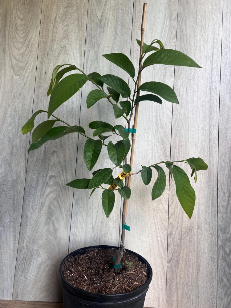 Atemoya Lisa Grafted Live Plant – 3 Gallon Pot – Annona Hybrid Fruit Tree - Cannot ship to CA - Image 9