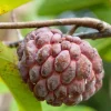 Atemoya Lisa Grafted Live Plant – 3 Gallon Pot – Annona Hybrid Fruit Tree - Cannot ship to CA - Image 1